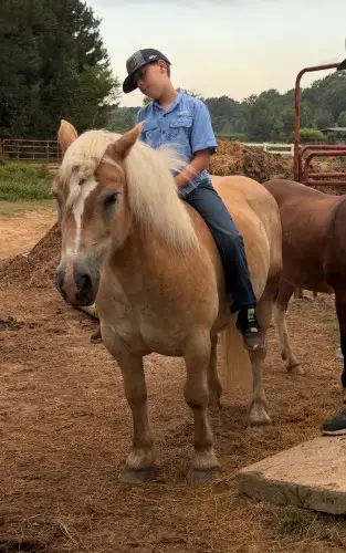Papa Smurf, 11 Year Old Palomino Haflinger Gelding for Sale in Pittsburg, TX, photo 2 of 2