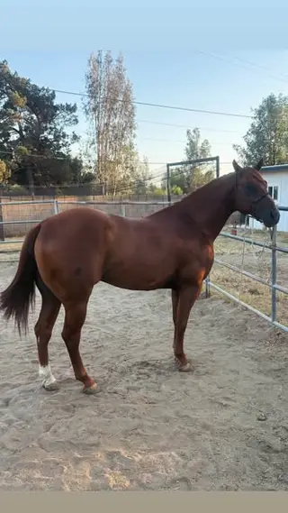 Chestnut Quarter Horse Stallion, 7 Year Old Chestnut Quarter Horse Stallion for Sale in Jurupa Valley, CA