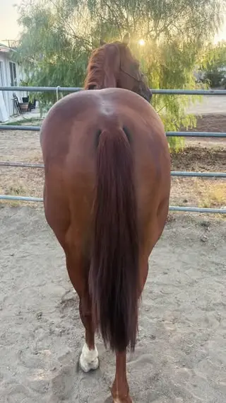 Chestnut Quarter Horse Stallion, 7 Year Old Chestnut Quarter Horse Stallion for Sale in Jurupa Valley, CA, photo 2 of 3