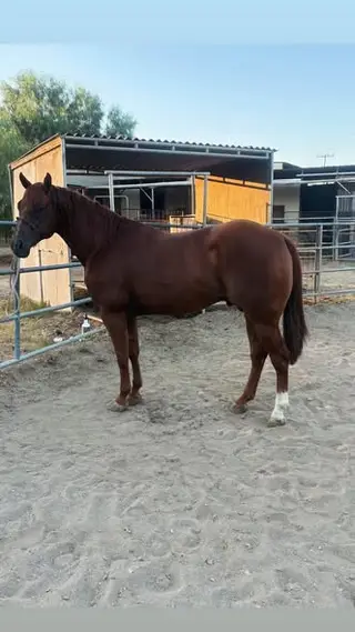 Chestnut Quarter Horse Stallion, 7 Year Old Chestnut Quarter Horse Stallion for Sale in Jurupa Valley, CA, photo 3 of 3