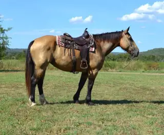 Fancy, 6 Year Old Buckskin Draft Cross Mare for Sale in Booneville, AR, photo 2 of 5