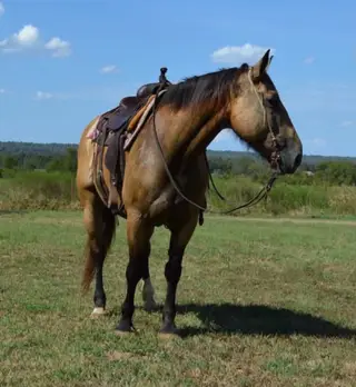 Fancy, 6 Year Old Buckskin Draft Cross Mare for Sale in Booneville, AR, photo 3 of 5