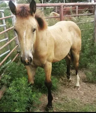 Fancy, 6 Year Old Buckskin Draft Cross Mare for Sale in Booneville, AR, photo 4 of 5