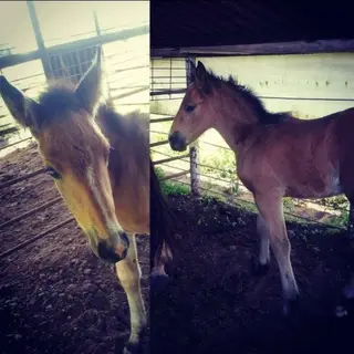 Fancy, 6 Year Old Buckskin Draft Cross Mare for Sale in Booneville, AR, photo 5 of 5