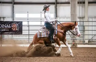 BRIGHTLIGHTSSBIGCITY (Dawg), 6 Year Old Sorrel Quarter Horse Gelding for Sale in Wray, CO