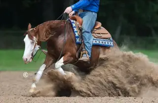 BRIGHTLIGHTSSBIGCITY (Dawg), 6 Year Old Sorrel Quarter Horse Gelding for Sale in Wray, CO, photo 2 of 3