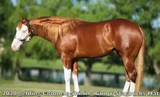 BRIGHTLIGHTSSBIGCITY (Dawg), 6 Year Old Sorrel Quarter Horse Gelding for Sale in Wray, CO, photo 3 of 3
