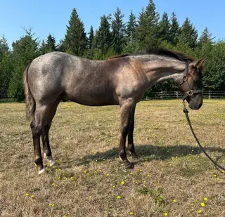 Cajuns Foolish Cat (Thomas), Foal Bay Roan Quarter Horse Colt for Sale in Campbell River Central, BC