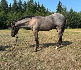Cajuns Foolish Cat (Thomas), Foal Bay Roan Quarter Horse Colt for Sale in Campbell River Central, BC, photo 2 of 4