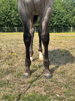 Cajuns Foolish Cat (Thomas), Foal Bay Roan Quarter Horse Colt for Sale in Campbell River Central, BC, photo 3 of 4