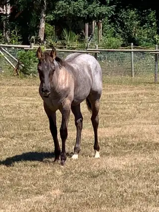 Cajuns Foolish Cat (Thomas), Foal Bay Roan Quarter Horse Colt for Sale in Campbell River Central, BC, photo 4 of 4