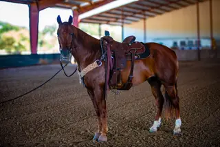 Jk Jesse Jack Sprat (Jepp), 8 Year Old Sorrel Quarter Horse Gelding for Sale in Bowie, TX