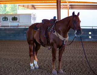 Jk Jesse Jack Sprat (Jepp), 8 Year Old Sorrel Quarter Horse Gelding for Sale in Bowie, TX, photo 2 of 5
