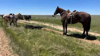 Jk Jesse Jack Sprat (Jepp), 8 Year Old Sorrel Quarter Horse Gelding for Sale in Bowie, TX, photo 3 of 5