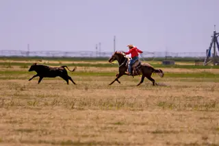 Jk Jesse Jack Sprat (Jepp), 8 Year Old Sorrel Quarter Horse Gelding for Sale in Bowie, TX, photo 4 of 5