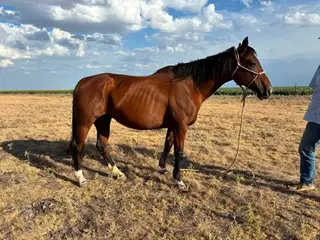 LS Miss Tony Sue Bee, 19 Year Old Bay Quarter Horse Mare for Sale in Groom, TX, photo 2 of 5