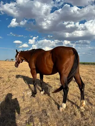 LS Miss Tony Sue Bee, 19 Year Old Bay Quarter Horse Mare for Sale in Groom, TX, photo 3 of 5