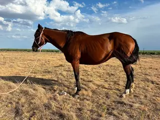 LS Miss Tony Sue Bee, 19 Year Old Bay Quarter Horse Mare for Sale in Groom, TX, photo 4 of 5