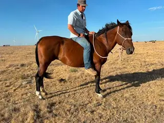 LS Miss Tony Sue Bee, 19 Year Old Bay Quarter Horse Mare for Sale in Groom, TX, photo 5 of 5