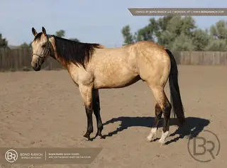 Bandit, Gelding for Sale
