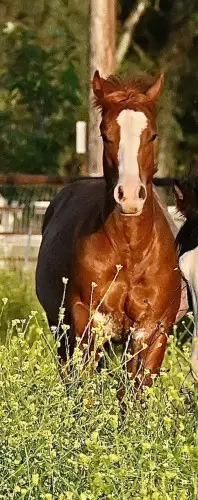 Colt by Dual Reyish