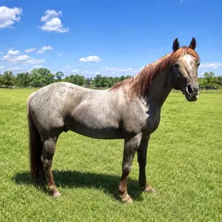Colt by Metallic Hitman