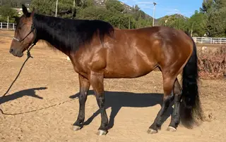 Juice Box, 13 Year Old Bay Quarter Horse/Morgan Mare for Sale in Lakeside, CA