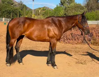 Juice Box, 13 Year Old Bay Quarter Horse/Morgan Mare for Sale in Lakeside, CA, photo 2 of 5
