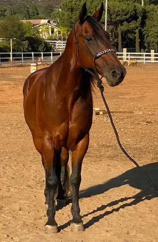 Juice Box, 13 Year Old Bay Quarter Horse/Morgan Mare for Sale in Lakeside, CA, photo 3 of 5