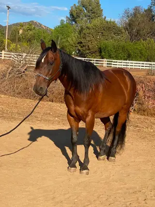 Juice Box, 13 Year Old Bay Quarter Horse/Morgan Mare for Sale in Lakeside, CA, photo 4 of 5