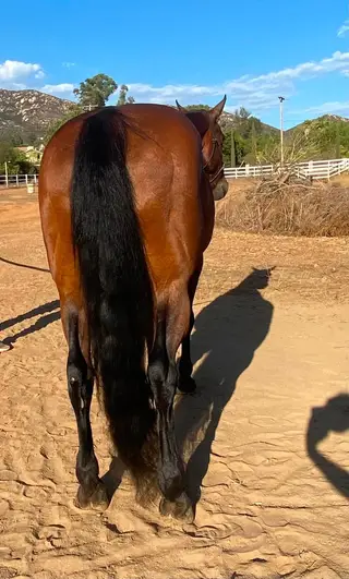 Juice Box, 13 Year Old Bay Quarter Horse/Morgan Mare for Sale in Lakeside, CA, photo 5 of 5