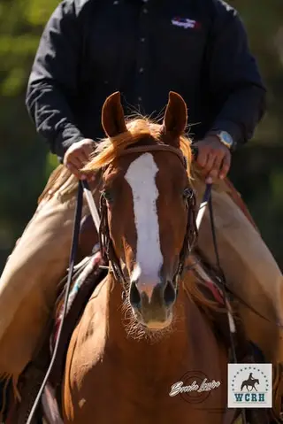 RJ Wind Socks, 3 Year Old Sorrel Paint Horse Mare for Sale in CA, photo 2 of 5