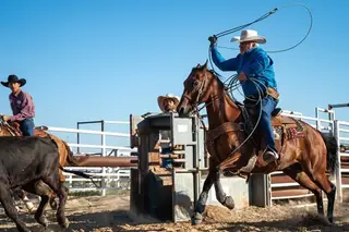 Dudes Dizzy Boy (Storm), 14 Year Old Bay Quarter Horse Gelding for Sale in Abilene, KS, photo 3 of 3