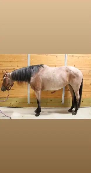 BC Highhickoryflair, 8 Year Old Red Roan Quarter Horse Mare for Sale in Chaffee, NY