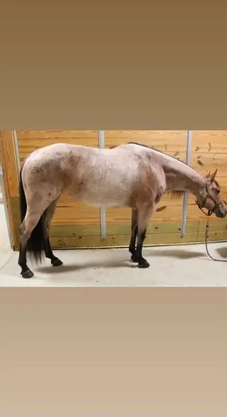 BC Highhickoryflair, 8 Year Old Red Roan Quarter Horse Mare for Sale in Chaffee, NY, photo 2 of 5