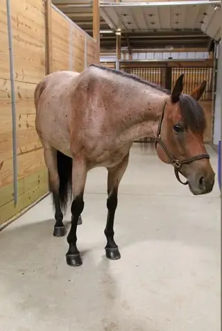 BC Highhickoryflair, 8 Year Old Red Roan Quarter Horse Mare for Sale in Chaffee, NY, photo 3 of 5