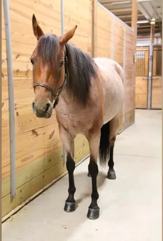 BC Highhickoryflair, 8 Year Old Red Roan Quarter Horse Mare for Sale in Chaffee, NY, photo 4 of 5