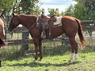 JPH Tempting Cabaret (Bam Bam), 4 Year Old Sorrel Quarter Horse Mare for Sale in Wessington, SD