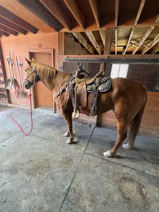 Streaker, 10 Year Old Sorrel Quarter Horse Gelding for Sale in Elbert, CO