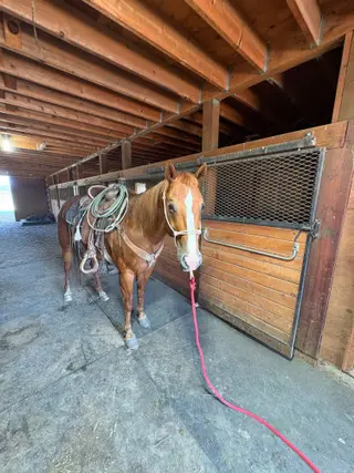 Streaker, 10 Year Old Sorrel Quarter Horse Gelding for Sale in Elbert, CO, photo 2 of 3
