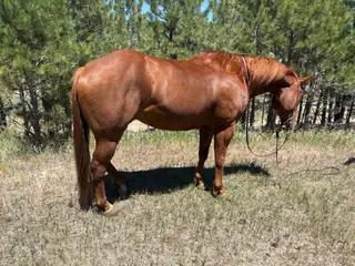 Streaker, 10 Year Old Sorrel Quarter Horse Gelding for Sale in Elbert, CO, photo 3 of 3