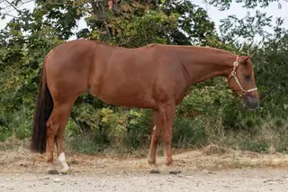 Dreams To Cash, 3 Year Old Sorrel Quarter Horse Mare for Sale in NV