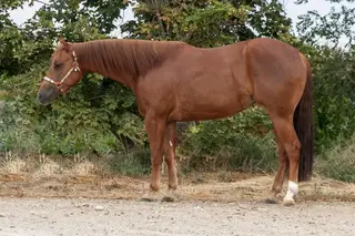 Dreams To Cash, 3 Year Old Sorrel Quarter Horse Mare for Sale in NV, photo 2 of 3