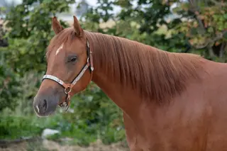 Dreams To Cash, 3 Year Old Sorrel Quarter Horse Mare for Sale in NV, photo 3 of 3