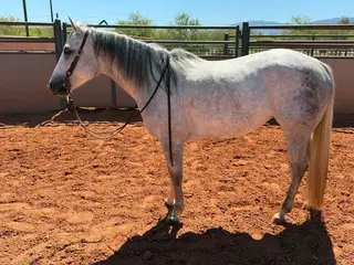 Metallic Smoke N Gun, 4 Year Old Grey Quarter Horse Mare for Sale in Tucson, AZ, photo 2 of 4