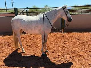 Metallic Smoke N Gun, 4 Year Old Grey Quarter Horse Mare for Sale in Tucson, AZ, photo 3 of 4
