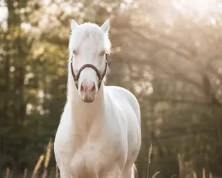 Heza Frosted Hayday