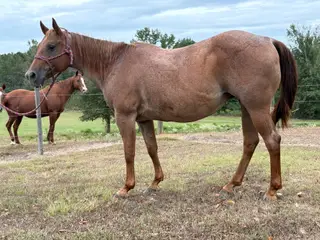 Mare by Douglas Don, 13 Year Old Roan Quarter Horse Mare for Sale in Hope, AR