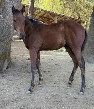 Bronx, Foal Bay Quarter Horse Colt for Sale in Grants Pass, OR