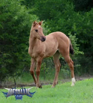Metallic Cat X Reining In Diamonds